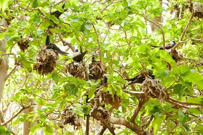 Loài cây nguy hiểm có khả năng 'đoạt mạng' hàng trăm nghìn chim biển