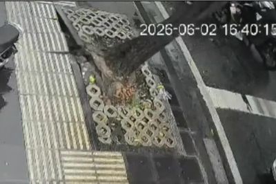Mưa giông cực lớn, cây xanh bật gốc đè 2 ôtô