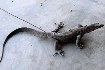 Kỳ đà vân nặng 5kg bất ngờ 'ghé thăm' vườn nhà dân Hà Tĩnh