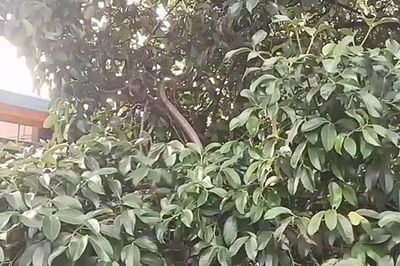 Bắt sống rắn hổ mang chúa khổng lồ dài 3,2 mét ẩn nấp trên cây măng cụt