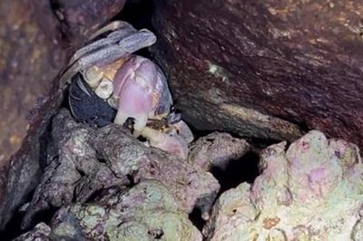 Ban ngày gần như 'biến mất', đặc sản lạ được săn lùng với giá 2 triệu đồng/kg