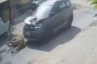 Đang chạy trên đường, bò bất ngờ tông trực diện ô tô