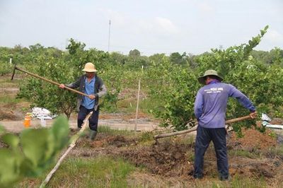 Thay đổi tư duy từ làm nông đến làm kinh tế nông nghiệp