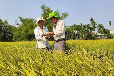 Mở hướng phát triển bền vững cho cây lúa