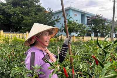 Nỗ lực tìm đầu ra cho cây ớt