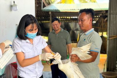 Khẩn trương khống chế dịch cúm gia cầm A/H5N1