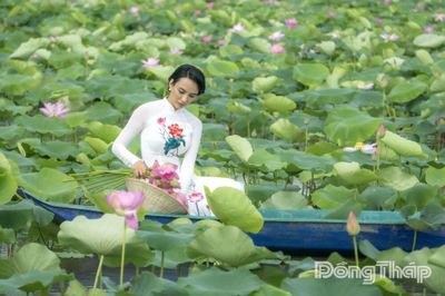 Sen trong đời sống văn hóa của người Đồng Tháp