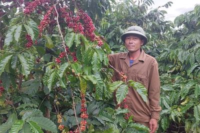 Gia Lai duy trì 217 chuỗi liên kết sản xuất gắn với tiêu thụ nông sản