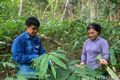 'Vàng' dưới tán rừng Kiên Mộc