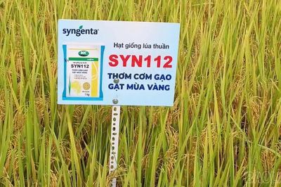 Đánh giá hiệu quả mô hình khảo nghiệm giống lúa thuần chất lượng cao Syn112