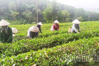 Chuẩn hóa vùng chè nguyên liệu