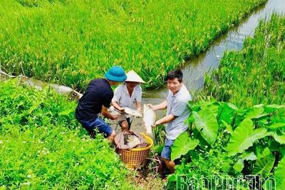 Hướng đi hiệu quả từ mô hình 'một vụ lúa, một vụ cá'