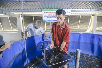 Phát triển nguồn gen cá chình mun