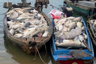 Đồng Nai: Xử lý 250 tấn cá chết bất thường để đảm bảo môi trường