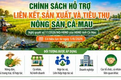 Chính sách hỗ trợ liên kết sản xuất và tiêu thụ nông sản Cà Mau