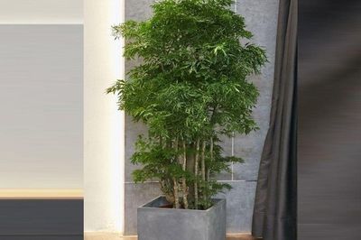 3 vị trí trồng cây đinh lăng giúp không gian sống thêm tươi mát, đón nhiều vượng khí