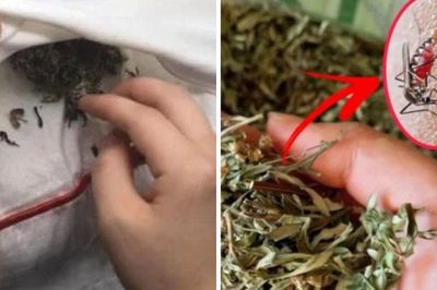 Không cần phun thuốc hay vợt muỗi, bỏ nắm lá này vào phòng: Muỗi nhiều đến mấy cũng bay sạch