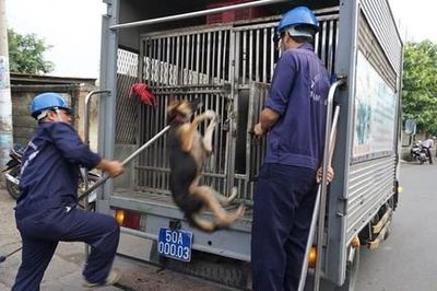Chó, mèo thả rông gây nguy hiểm nơi công cộng