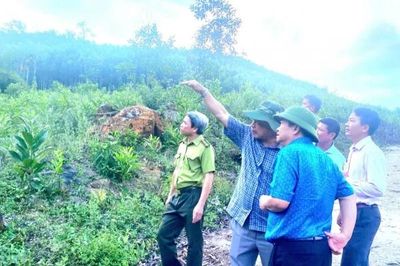 Gia Lai: Kiểm tra công tác quản lý, bảo vệ rừng tại An Lão