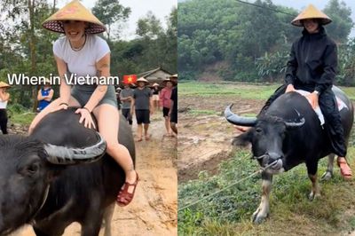 Du khách Tây đua nhau chia sẻ về trải nghiệm cưỡi trâu ở Việt Nam