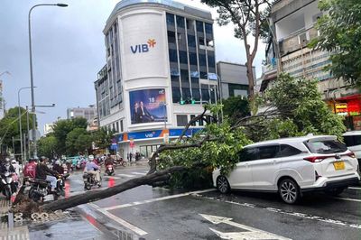 Cây xanh bật gốc đè trúng 2 ô tô ở giao lộ TP.HCM