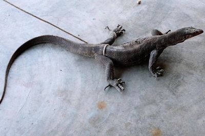 Tự nguyện giao nộp cá thể kỳ đà vân quý hiếm