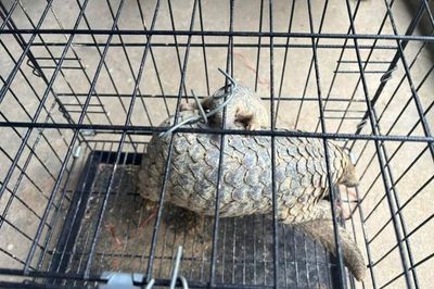 Khu rừng chữa lành vết thương, khơi dậy bản năng sinh tồn cho động vật quý hiếm