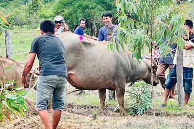 Trâu 'điên' húc người, 4 nạn nhân nhập viện