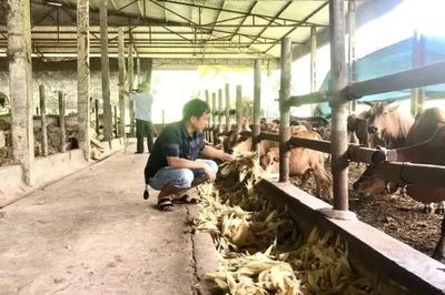 Phòng, chống nắng nóng cho đàn vật nuôi