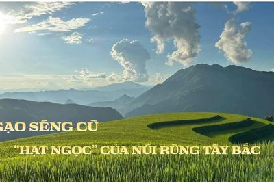 'Mùa vàng' Mường Than và câu chuyện OCOP của hạt gạo Séng Cù