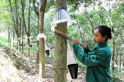 Nguồn cung thắt chặt tiếp tục nâng đỡ thị trường cao-su