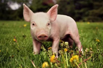 Lần đầu ghép cả gan và thận lợn biến đổi gene cho người