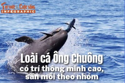 [INFOGRAPHIC] Loài cá Ông Chuông quý hiếm có trí thông minh cao