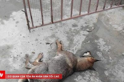 Người đàn ông tử vong nghi do bệnh dại sau khi bị chó nhà cắn