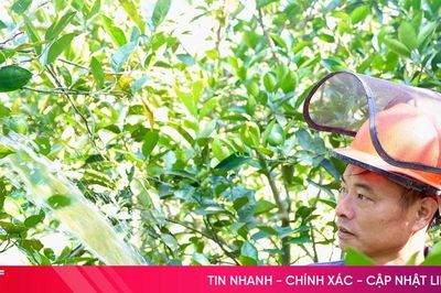 Nắng như 'rót lửa', nông dân Hà Tĩnh lo chống hạn cho cây cam