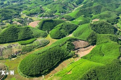 5 tháng, cả nước trồng mới tập trung 112.100 ha rừng