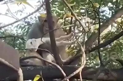 Khỉ ôm dê con leo lên ngọn cây suốt 1 giờ, dân làng nín thở tìm cách giải cứu