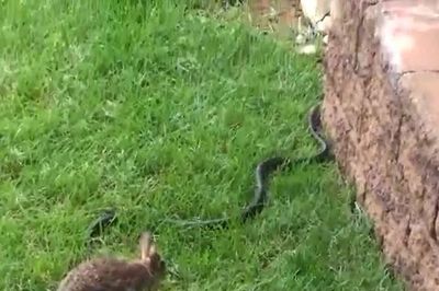Phát hiện rắn săn mồi trong ổ, thỏ mẹ lao vào chiến đấu để cứu đàn con