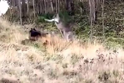 Chó becgie đối đầu kangaroo suốt hơn 20 phút, cảnh sát phải ra tay can thiệp