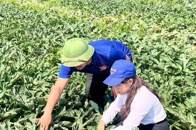 Biến 'đất hoang' thành đồng dưa ngọt
