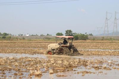 Đảm bảo lịch thời vụ và cơ cấu giống lúa