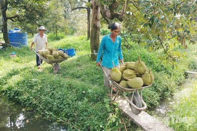 Nhận diện 'điểm nghẽn' trên hành trình nâng tầm trái cây Đồng Tháp