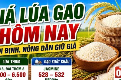 Giá lúa gạo hôm nay 3/6: Gạo thơm giữ lợi thế xuất khẩu