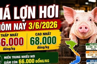 Giá lợn hơi hôm nay 3/6: Miền Trung xuống thấp nhất 66.000 đồng/kg