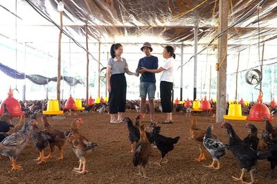 Đi lên từ cây quế