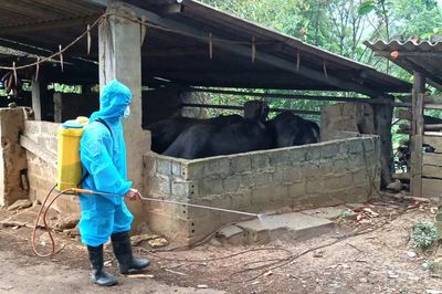 Trịnh Tường triển khai tiêm phòng cho đàn vật nuôi, khử trùng môi trường chăn nuôi