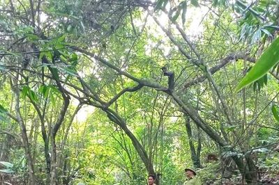 Bảo vệ rừng trong cao điểm nắng nóng