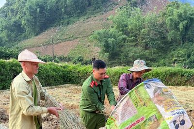 Cùng nhân dân vùng cao thu hoạch 'mùa vàng'