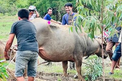 Khống chế thành công trâu 'điên' tấn công 4 người bị thương