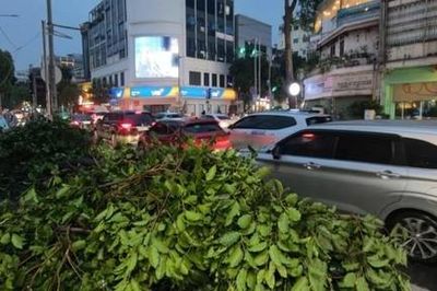 Sau cơn mưa, một cây xanh bật gốc, đè lên hai ôtô ở trung tâm TPHCM